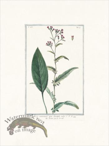 Bonelli 679 Knap weed